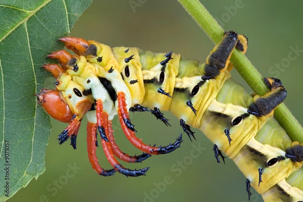 Obraz Hickory horned devil eating walnut leaf