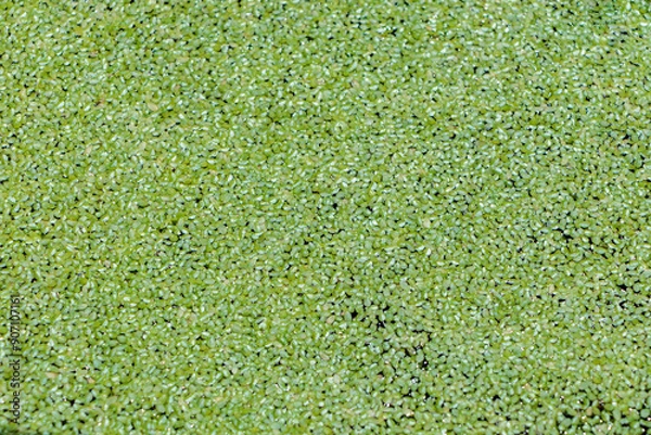 Fototapeta 水面に広がる浮草の模様