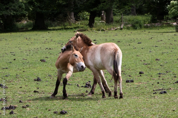 Obraz Przewalski-Pferde