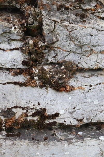 Obraz Gray stone blocks with soil and plants.

