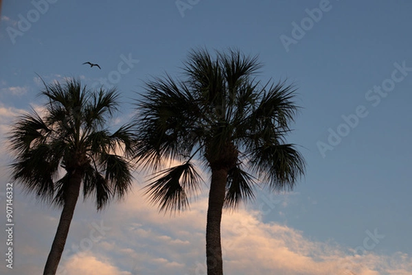 Fototapeta Palm Tree Sunset