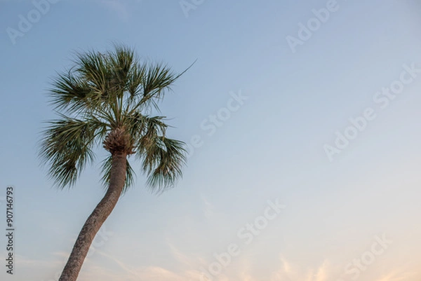 Obraz Palm Tree