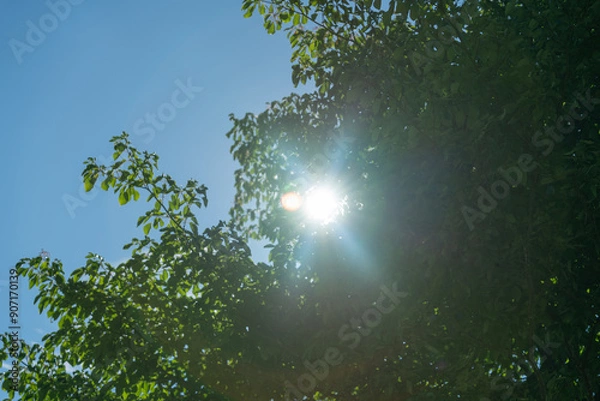Obraz 緑の葉っぱの隙間から見える夏の太陽の光