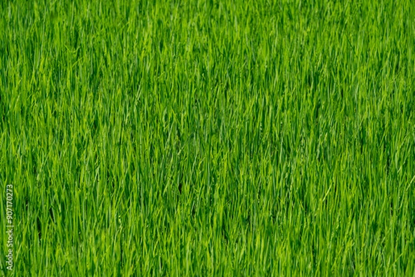 Obraz 青々とした、田んぼに育つ稲の風景