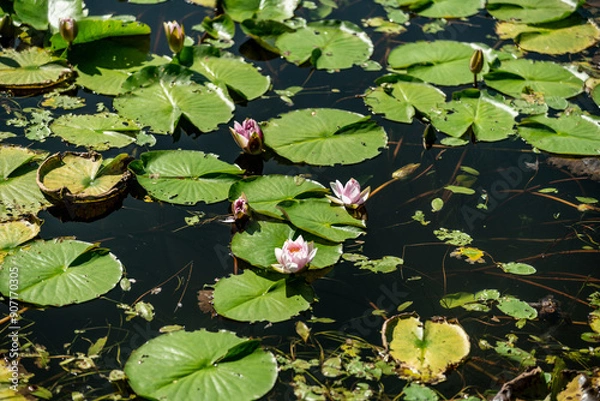 Fototapeta 夏の池に浮かぶ蓮の花