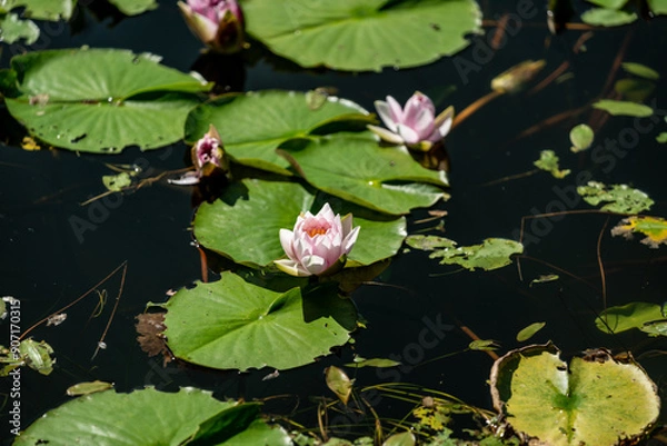 Fototapeta 夏の池に浮かぶ蓮の花