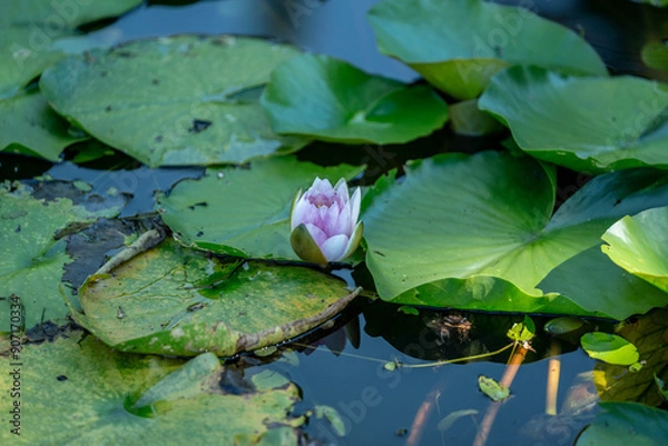 Fototapeta 夏の池に浮かぶ蓮の花