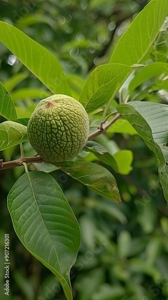 Fototapeta Green walnut growing on a tree 