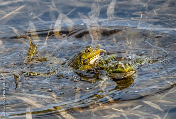 Obraz frog in the pond