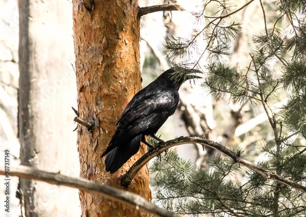 Obraz raven on a tree