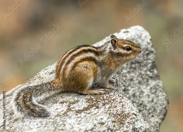 Obraz squirrel on a rock