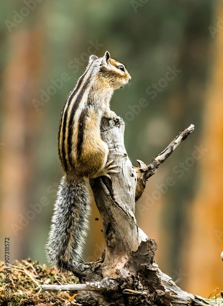 Obraz squirrel in a tree