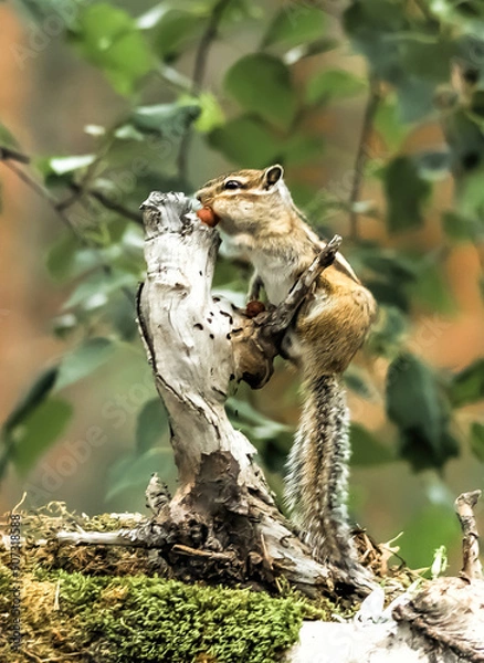 Obraz spotted woodpecker