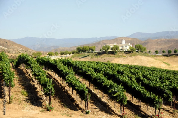Obraz vineyard