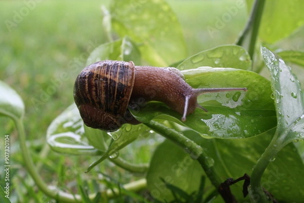Obraz Snail on leaf