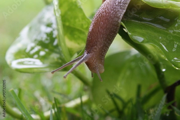 Obraz Snail on wet leaf
