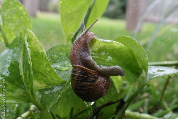Obraz Snail crawling on leaf