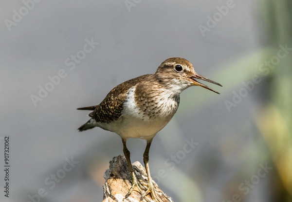 Obraz black headed gull