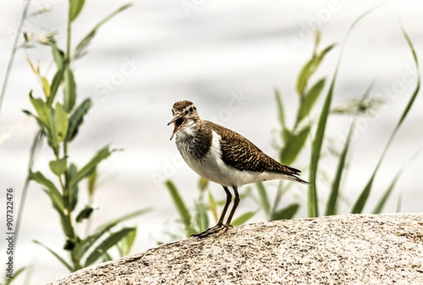 Obraz red winged blackbird