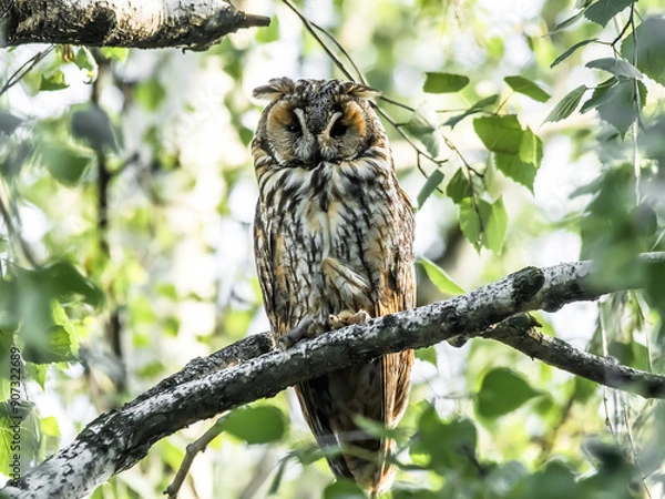 Obraz great horned owl