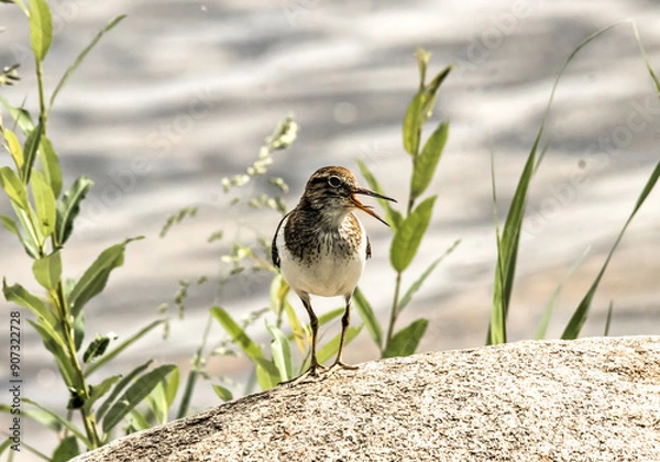 Obraz bird on the grass