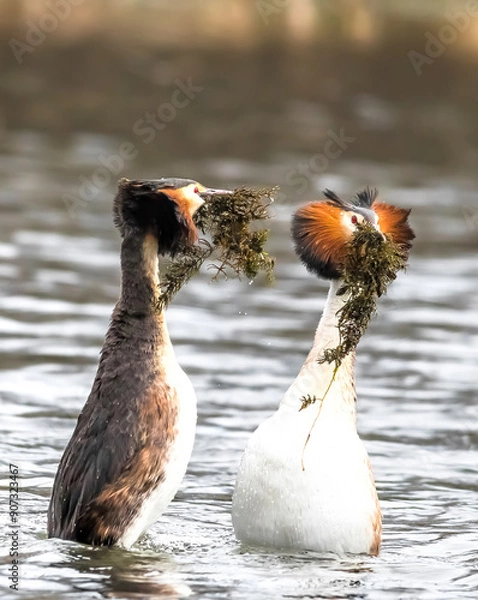 Obraz duck in the water