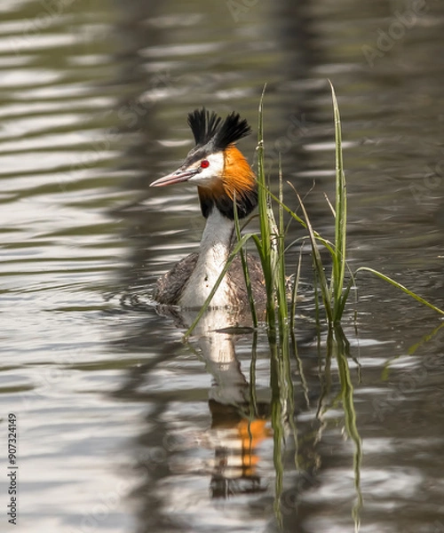 Obraz great blue heron
