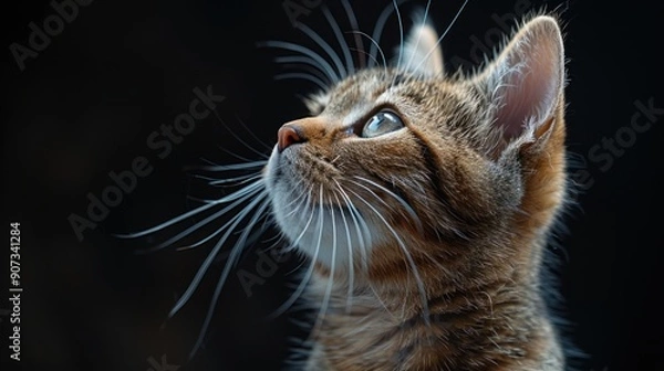Fototapeta Curious Kitten Gazing Upward