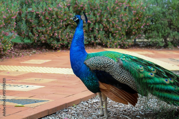 Obraz Peacock in the park