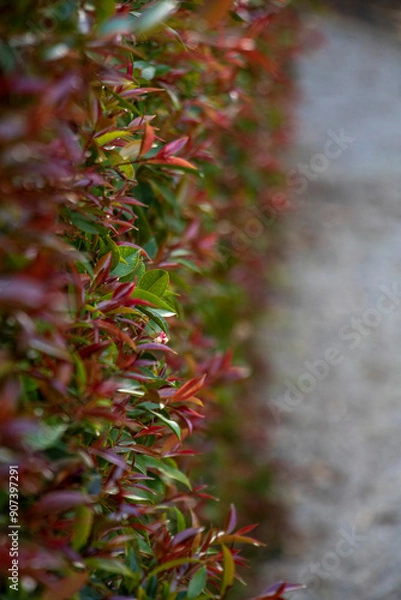 Obraz Hedge of colour