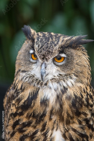 Fototapeta ミミズク