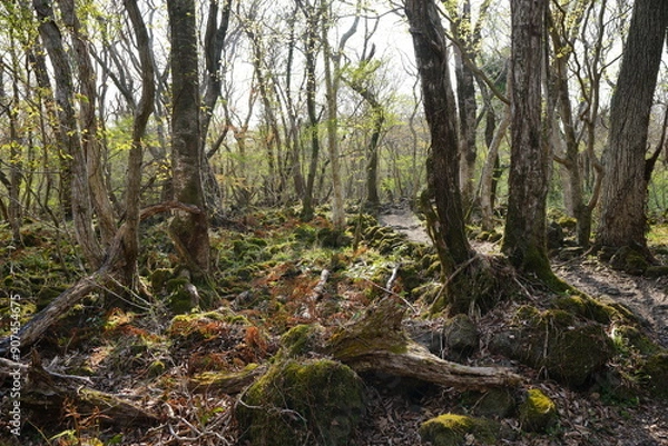 Obraz old dense forest in early spring 