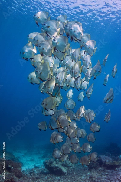 Obraz Batfish Tower