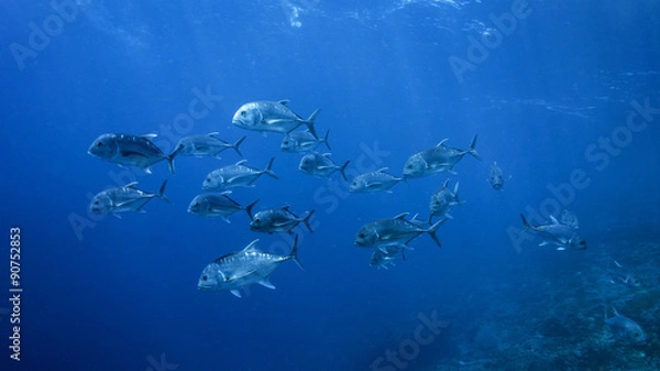 Obraz Wilk Pack (Trevally)
