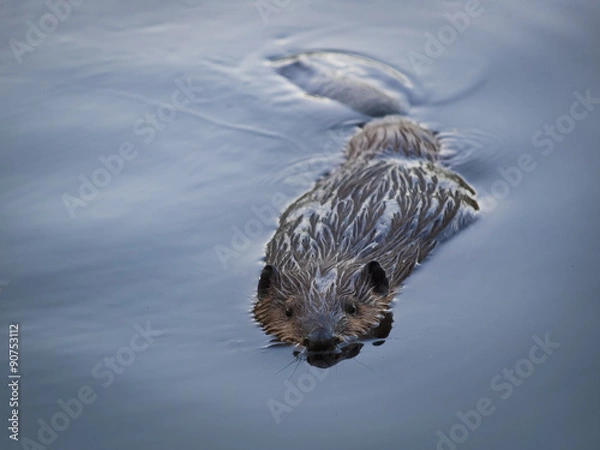 Obraz Beaver Swimming on Quiet Pond
