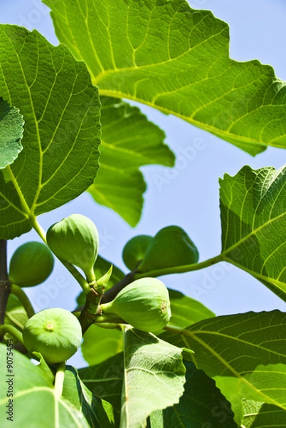 Fototapeta green fig and leaves.