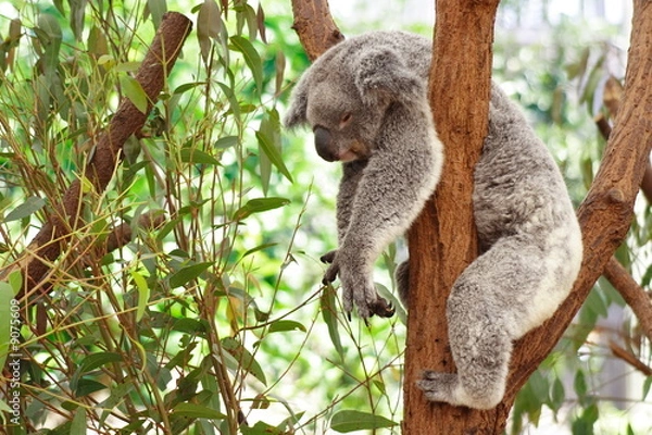 Obraz Koala