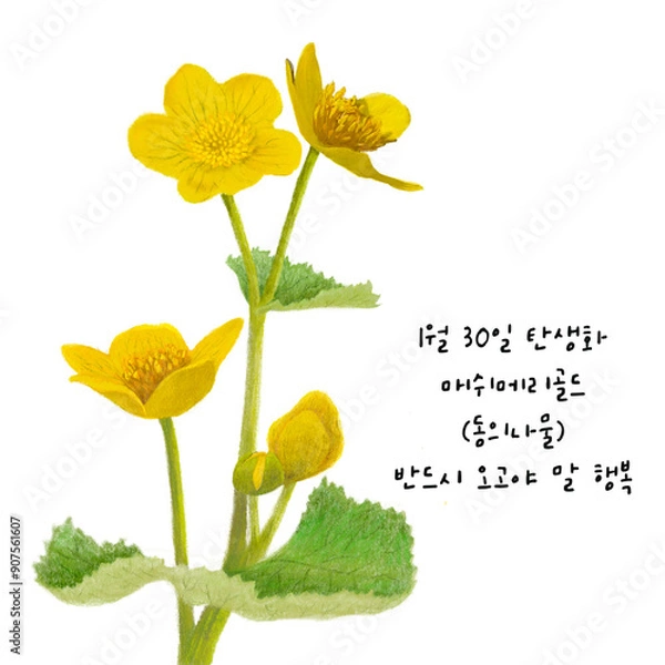 Obraz 1월 30일 탄생화  매쉬메리롤드