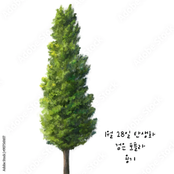 Obraz 1월 28일 탄생화  포플라