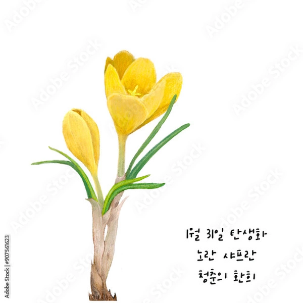 Obraz 1월 31일 탄생화  노란샤프란