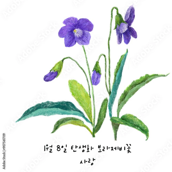 Obraz 1월8일탄생화 보라제비꽃