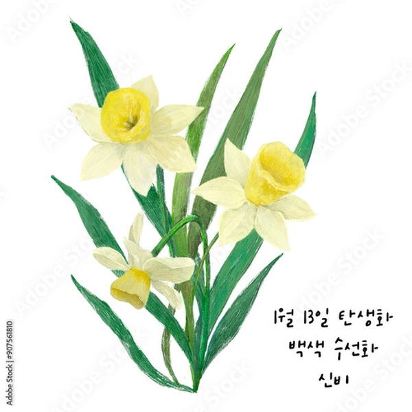 Obraz  1월13일탄생화 백색수선화