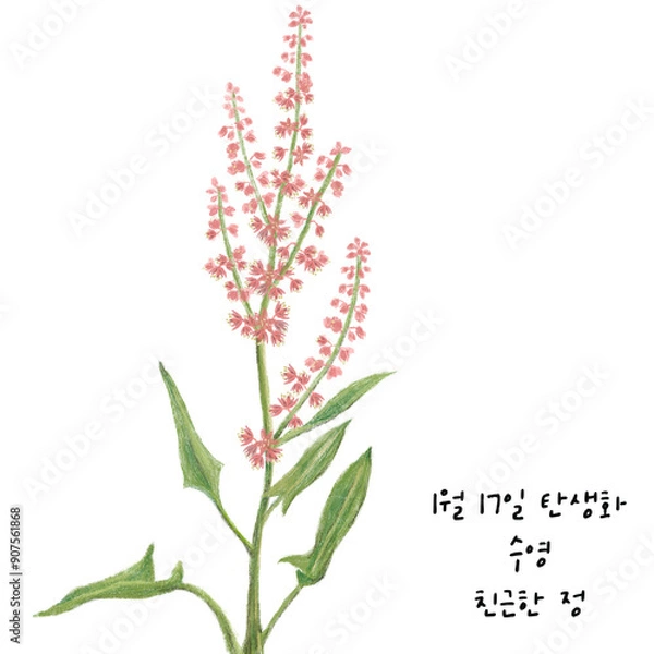 Obraz  1월17일탄생화 수영