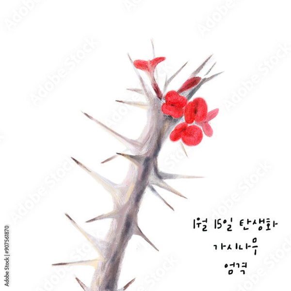 Obraz  1월15일탄생화 가시나무