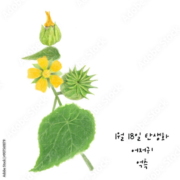 Obraz 1월18일탄생화 어저귀