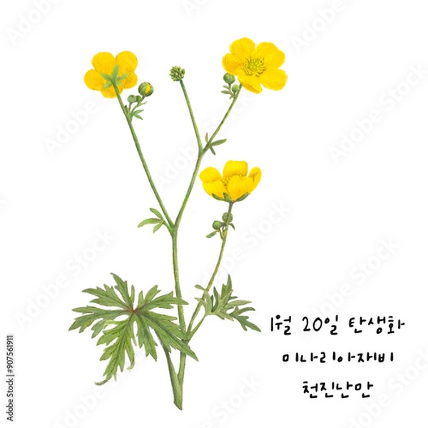 Obraz 1월 20일 탄생화  미나리아재비