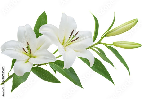 Fototapeta A branch of lily with leaves on white background