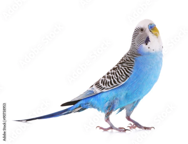 Fototapeta Budgerigar isolated on white