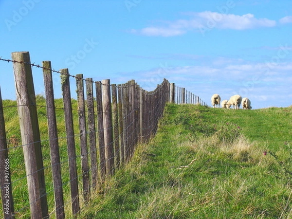Obraz Sheep And Grassland