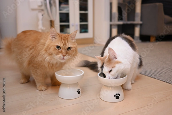Obraz 2匹で一緒に仲良くご飯を食べる猫（マンチカンとメインクーン）